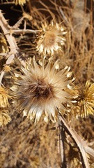 Centaurea onopordifolia