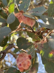 Andricus crystallinus