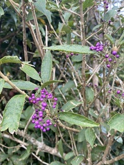 Callicarpa formosana formosana