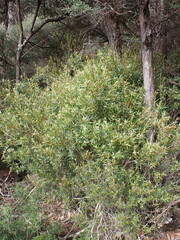 Leucopogon neurophyllus
