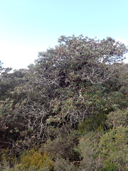 Banksia saxicola