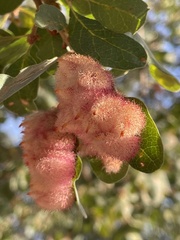 Andricus crystallinus