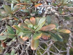 Banksia saxicola