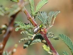 Halictidae