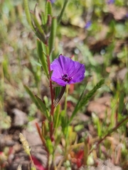 Clarkia tenella