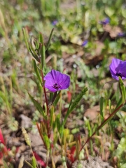 Clarkia tenella