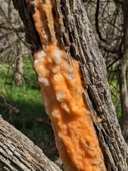 Fusicolla merismoides