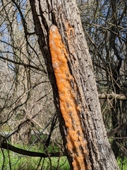 Fusicolla merismoides