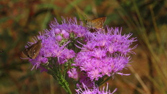 Hesperia attalus slossonae