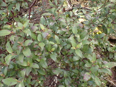 Prostanthera lasianthos