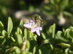 Halictidae