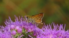 Hesperia attalus slossonae