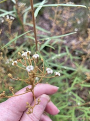 Astrotricha longifolia