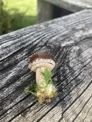 Stropharia rugosoannulata