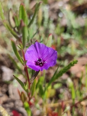 Clarkia tenella