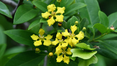 Callaeum macropterum