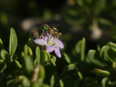 Halictidae