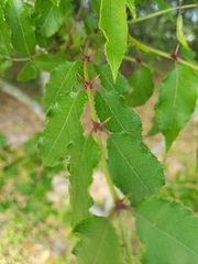 Zanthoxylum clava-herculis