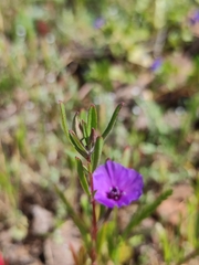 Clarkia tenella