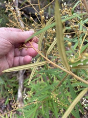 Astrotricha longifolia