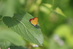 Heliophorus epicles