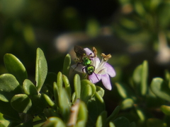 Halictidae