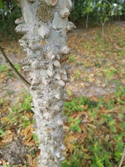 Zanthoxylum clava-herculis