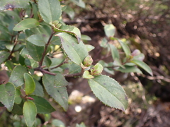 Prostanthera lasianthos