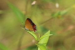 Heliophorus epicles