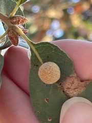 Cynips multipunctata