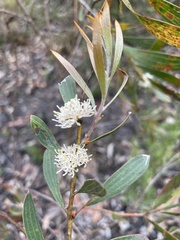 Hakea dactyloides