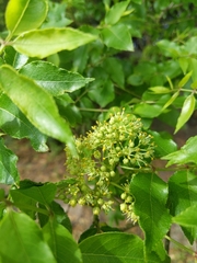 Zanthoxylum clava-herculis