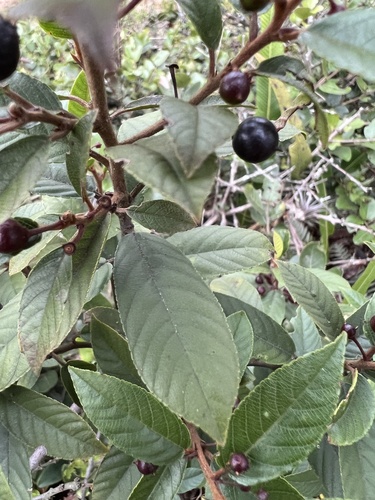 Frangula goudotiana, photograph 3