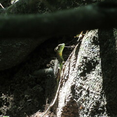 Basiliscus galeritus