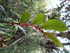 Columnea