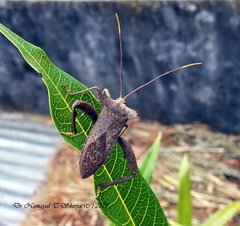 Ochrochira