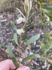 Hakea dactyloides