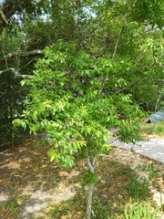 Zanthoxylum clava-herculis