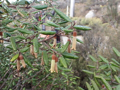Correa lawrenceana grampiana