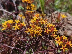 Quinchamalium chilense