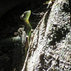 Basiliscus galeritus