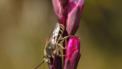 Colletes