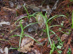 Pterostylis montana