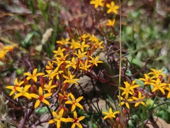 Quinchamalium chilense
