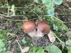 Stropharia rugosoannulata