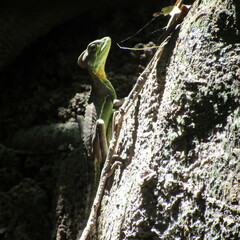 Basiliscus galeritus