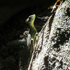 Basiliscus galeritus
