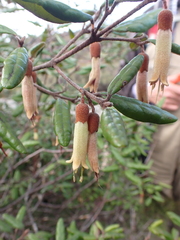 Correa lawrenceana grampiana