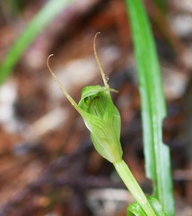Pterostylis montana