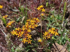 Quinchamalium chilense